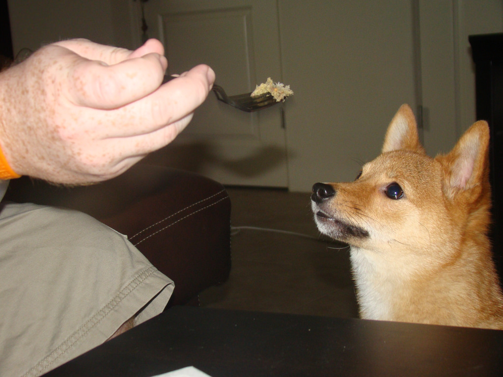 How Big Should A Dog Cone Be How Big Should A Dog Cone Be