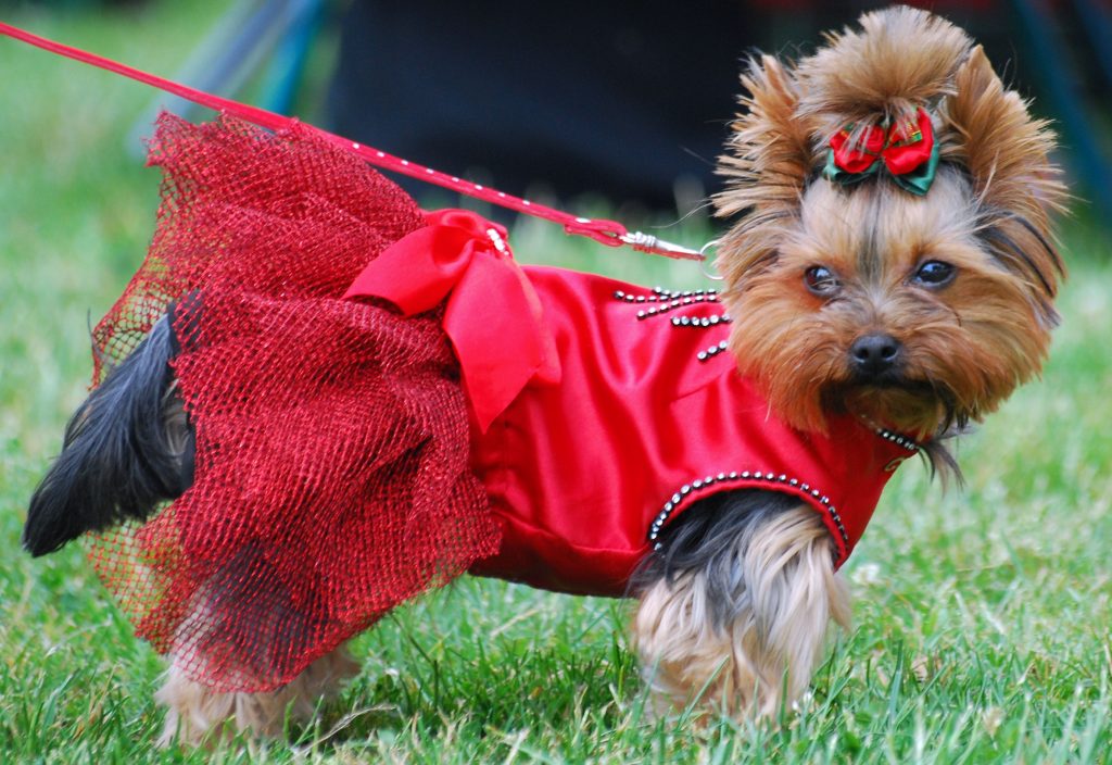 terrier yorkshire