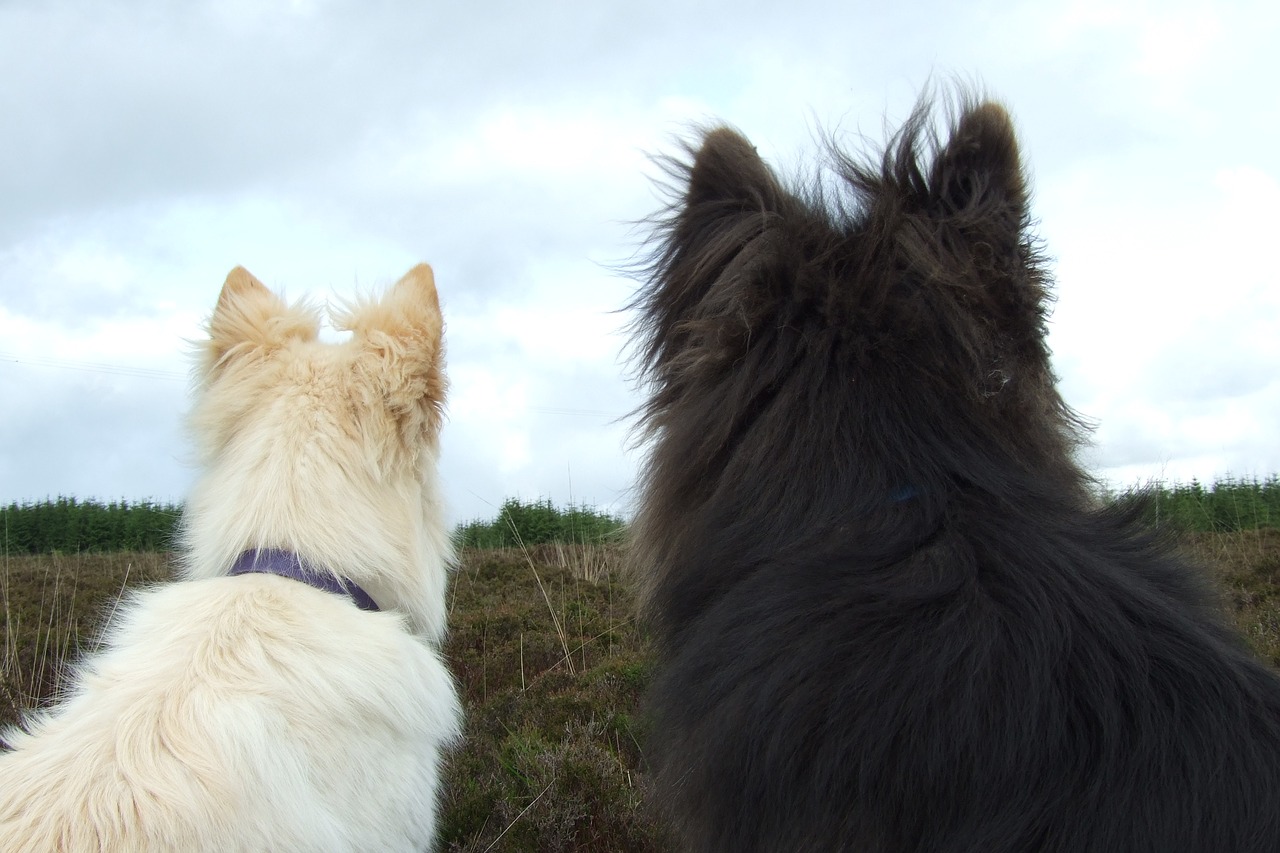 How to Clean Your Dog's Fur Pack of Pets